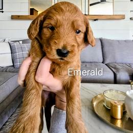 Emerald (Emmy) - Red  female Goldendoodle puppy in Red Oak, Iowa from Fisher Pups-Stay Golden with a Doodle