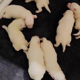 Boy 5 - White male American Eskimo Dog puppy in Chuluota, New York from Halfmoon Kennel