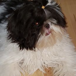 Shih Tzus from Sonya Coleman's Shih Tzu