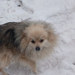 Pomeranians from Michelle's Poms