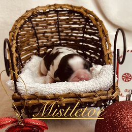 Mistletoe - Red and white male Shih Tzu puppy in Vernon, New Jersey from Calta’s Cute Shih Tzu