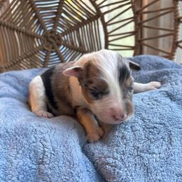 Odin - Blue merle male Australian Shepherd puppy in Grants Pass, Oregon from Carmel Mountain Aussies