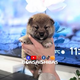 KOTA - Red male Shiba Inu puppy in Minnesota from BonsaiShibas
