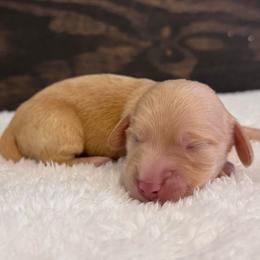 Orville - Red male Dachshund puppy in Dothan, Alabama from Little House Pups