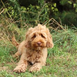 Coal - Caramel male Australian Labradoodle puppy in Williamstown, New York from Lewis Manor Labradoodles