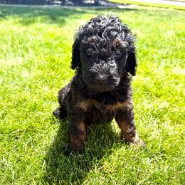 Ash - Phantom female Goldendoodle puppy in Spokane, Washington from Goldendoodles on the Prairie