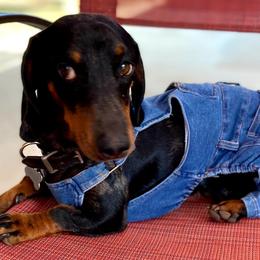 Dachshund Puppies from Ranchy Doxies