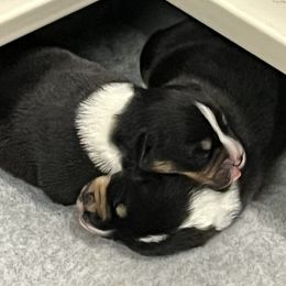American Corgis and Pembroke Welsh Corgis from Boshart Farm