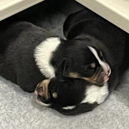 American Corgis and Pembroke Welsh Corgis from Boshart Farm