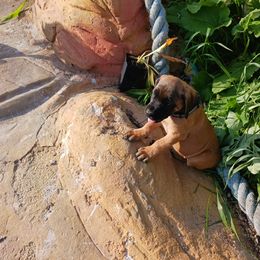 Mastiff Puppies from Peter Moser's Mastiffs