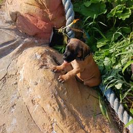 Mastiff Puppies from Peter Moser's Mastiffs