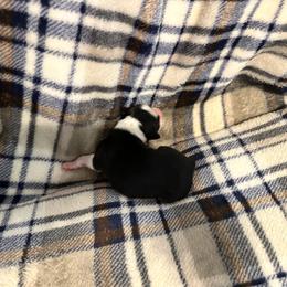 Bingo - Black tri-color female Australian Shepherd puppy in Monroe, North Carolina from Meekey Family Aussies