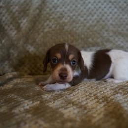 Boy 3 - Piebald male Dachshund puppy in Quemado, New Mexico from TNT Dachshunds