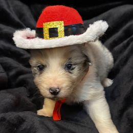 Lucky - Blue merle male Australian Shepherd puppy in Grove, Oklahoma from Dollface Aussies