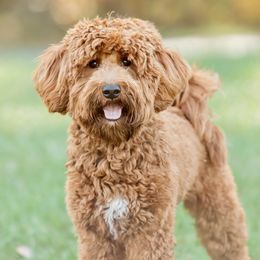 Scout - Goldendoodle