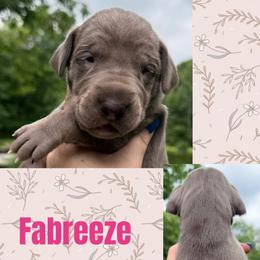 Fabreeze - Chocolate female Great Dane puppy in Wellsville, New York from Prophecy Danes