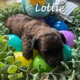 Poodle Puppies from Lone Cedar Kennel