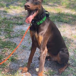 Doberman Pinscher All Grown Up from Knights Squire Dobermans