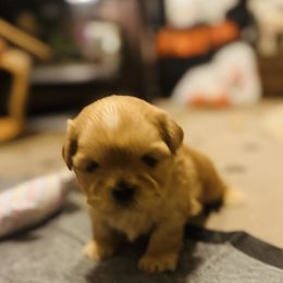 Girl 1 - Shih Tzu puppy from Gibbs Gorgeous Paws LLC