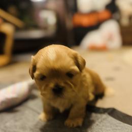 Girl 1 - Shih Tzu puppy from Gibbs Gorgeous Paws LLC