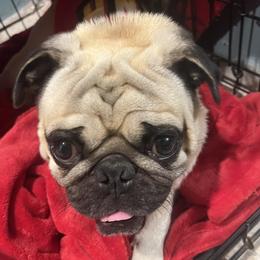 Coop - Pug