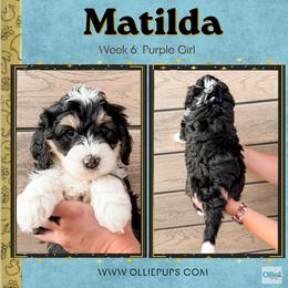 Matilda (Purple girl) - Tri-color female Bernedoodle puppy in Boiling Springs, South Carolina from OlliePups, LLC