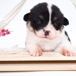 Rogue - Black and tan female Pembroke Welsh Corgi puppy in San Antonio, Texas from Moxxi's Legacy Corgis