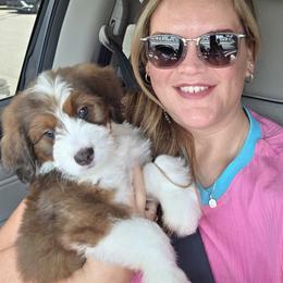 Lemme - Sable female Bernedoodle puppy in Decatur, Tennessee from Diamond's Doodles