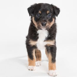 Sporty Mix Puppies from Rosette Sport Dogs