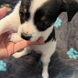 Annie - Black and white female Chihuahua puppy in Amity, Pennsylvania from Rhoda and Verna