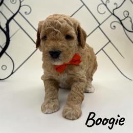 Boogie - Apricot male Goldendoodle puppy in Hughesville, Maryland from Fox Run Farm