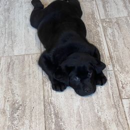 Labrador Retriever Puppies from Montview Labradors
