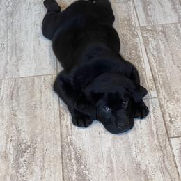 Labrador Retriever Puppies from Montview Labradors