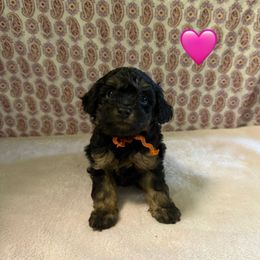 Orange Collar - Phantom female Poodle puppy in Columbiaville, Michigan from LAE Poodles