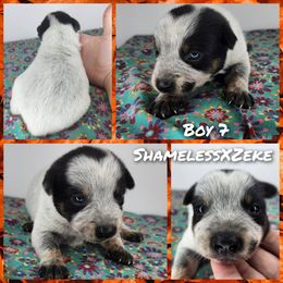 Boy 7 - Blue male Australian Cattle Dog puppy in Bradford, Arkansas from Cedar Rock Heelers and Kelpies