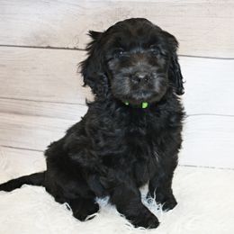 Lime Boy 3 - Black and white Aussiedoodle puppy in Maryland from Alexander Oodles of Doodles