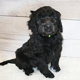 Lime Boy 3 - Black and white Aussiedoodle puppy in Maryland from Alexander Oodles of Doodles