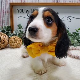 Dachshund Puppies from Heart 2 Heart Puppies