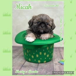 Micah - Black and white male Shih Tzu puppy in Beatrice, Nebraska from I Shih Tzu Not Puppies