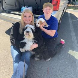 Tibetan Terrier Puppies from Zara Tibetan Terriers