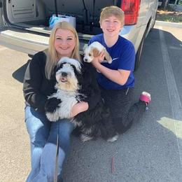 Tibetan Terrier Puppies from Zara Tibetan Terriers