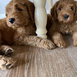 Goldendoodle Puppies from Whidbey Goldendoodles