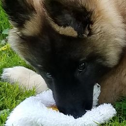 "Willow" Belgian Tervuren Puppies from Devoue Belgians