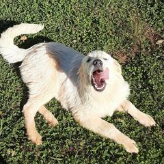 Dolly - Anatolian Pyrenees