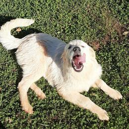 Dolly - Anatolian Pyrenees