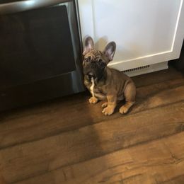 French Bulldog Puppies from MadCity Frenchies