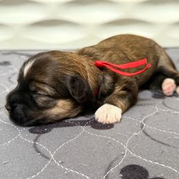 Red collar - Red sable female Havanese puppy in Silverton, Oregon from PNW Havanese