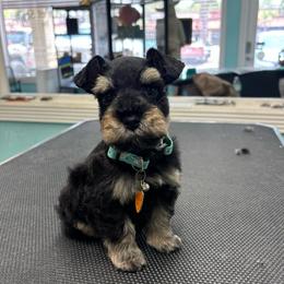 Gus - Black male Miniature Schnauzer puppy in Lehigh Acres, Florida from Regency Schnauzer