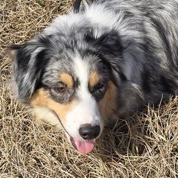Blue bell - Australian Shepherd