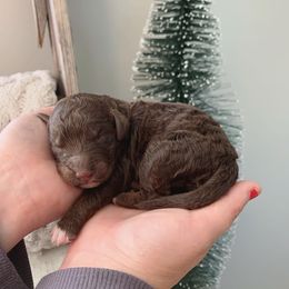 Bernedoodle and Goldendoodle Puppies from Beach Creek Kennel